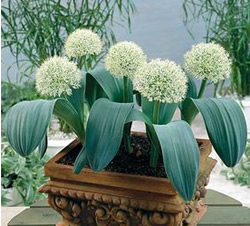 Allium Ivory Queen